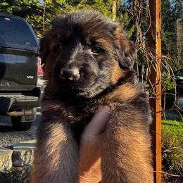 Bruno - Black and red male German Shepherd puppy in Snohomish, Washington from Wataha Shepherds