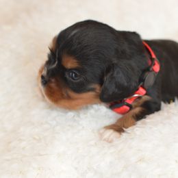 Cavalier King Charles Spaniel Puppies from Diamond Rose Cavalier LLC