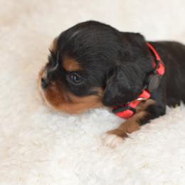 Cavalier King Charles Spaniel Puppies from Diamond Rose Cavalier LLC