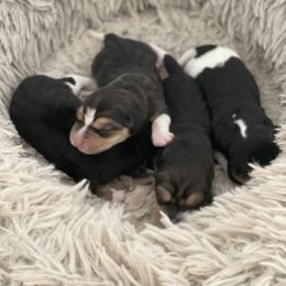 Beagle Puppies from Dior & Gunner's beagle adventure