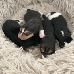 Beagle Puppies from Dior & Gunner's beagle adventure