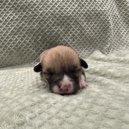 Sneezy - Red male Pembroke Welsh Corgi puppy in Stephenville, Texas from Rising JM Pembrokes