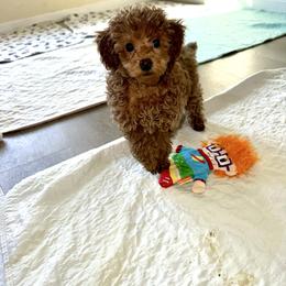 Minnie - Red  female Poodle puppy in Cedar Springs, Michigan from Pridespoodles