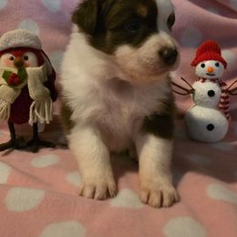 Girl 2 - Red tri-color female Australian Shepherd puppy in Athol, Idaho from ShorDu