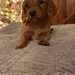 Woofus - Red male Dachshund puppy in Massies Mill, Virginia from Pigeon Hill Dachshunds