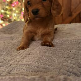 Woofus - Red male Dachshund puppy in Massies Mill, Virginia from Pigeon Hill Dachshunds
