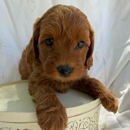Mika - Caramel cream female Australian Labradoodle puppy in Auburn, California from Poodles and Labradoodles breeder
