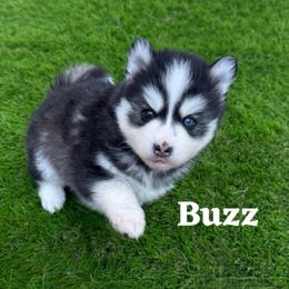 Buzz - Black and white male Pomsky puppy in Venus, Pennsylvania from Hemlock Pines Pomsky