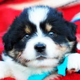 Moonpie - Black tri-color male Australian Shepherd puppy in Paola, Kansas from Tiz Ranch