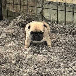 Flower - Fawn and white female French Bulldog puppy in Seneca, South Carolina from Keowee Kennels