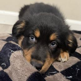 Jasmine - Black tri-color female Australian Shepherd puppy in East Hartford, Connecticut from CT Aussies
