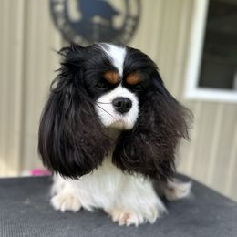 Aurora - Cavalier King Charles Spaniel