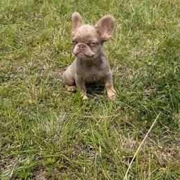 Isabella Fluffy Boy - Liver male French Bulldog puppy in Piedmont, Oklahoma from 5A Frenchies