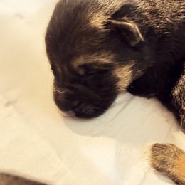 German Shepherd Puppies from vom Hermes German Shepherds