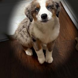 Blaze - Blue merle male Miniature Australian Shepherd puppy in Dallas, Waco, And Tyler, Texas from Beulah Aussie Farms Texas