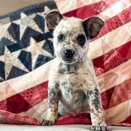 Purple girl - Blue mottled female Australian Cattle Dog puppy in Corning, California from Diamond U Doodles & True Grit Stockdogs