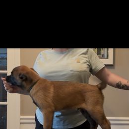 Belgian Malinois Puppies from Fromage Malinois