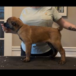 Belgian Malinois Puppies from Fromage Malinois