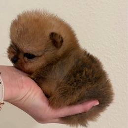 Lady - Orange sable female Pomeranian puppy in Rockledge, Florida from Skye pomeranians