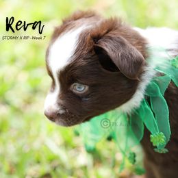 Australian Shepherd, Miniature American Shepherd, Miniature Australian Shepherd, and Toy Australian Shepherd Puppies from TK Standard, Mini, & Toy Aussies