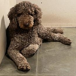Ali - Goldendoodle