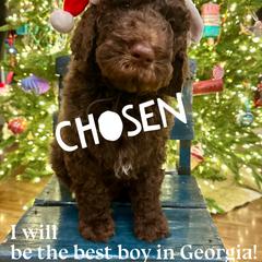 Rabbit - male Newfypoo puppy in Jackson, Missouri from Two Sisters Ranch, LLC