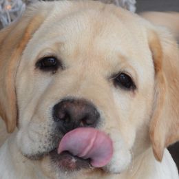 Labrador Retrievers from Hearthside Labradors