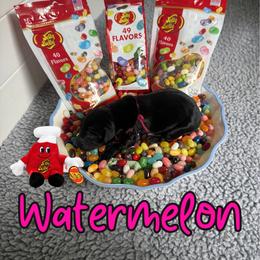 Watermelon - Black female Labrador Retriever puppy in Water Valley, Mississippi from Three Lakes Labs & WHDs