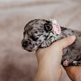 Goldendoodle Puppies from Emma Doodles