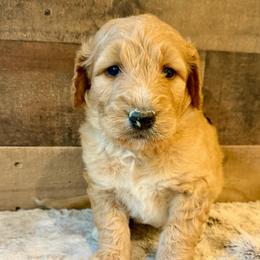 Black Collar Boy - Red male Bernedoodle puppy in San Augustine, Texas from Vintage Doodles