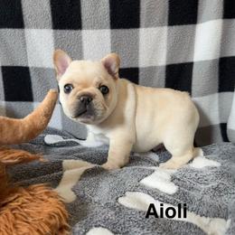 Aioli - Cream male French Bulldog puppy in Seneca, South Carolina from Keowee Kennels