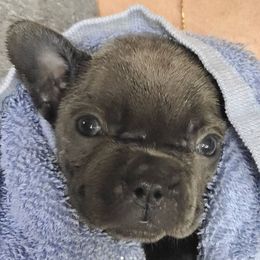French Bulldogs from Montes House of Frenchies