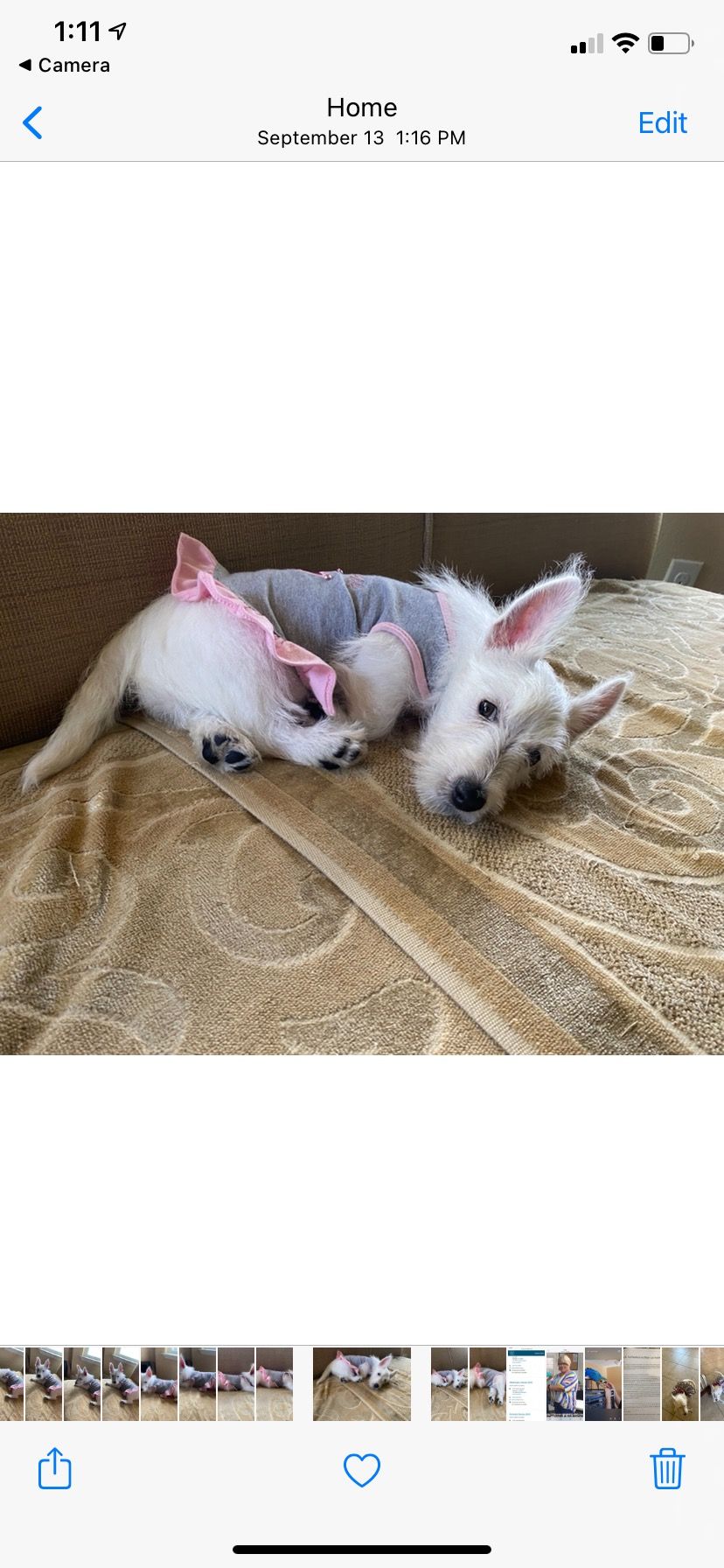Olga Rodriguez's Westies in Florida West Highland White Terrier