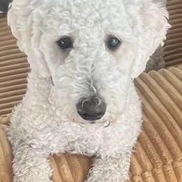 Goldendoodles from Perfect Fit Poodles & Doodles