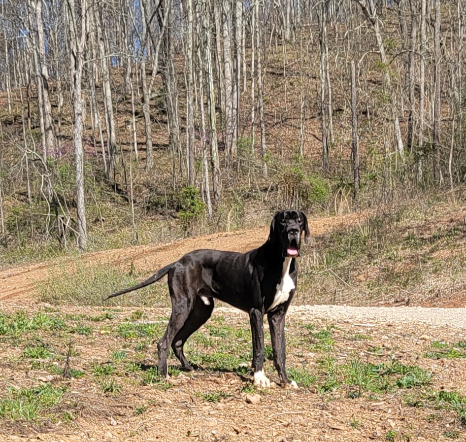 Hank - Great Dane