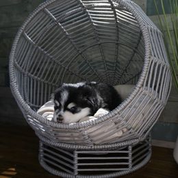 Pomsky Puppies from Arctic Star Pomskies