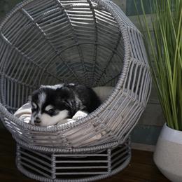 Pomsky Puppies from Arctic Star Pomskies