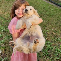 Silver collar  'Biscuit' - Cream male Companion Cross puppy in Richmond, Missouri from Natalie's Happy Fur Paw's