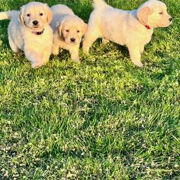 Golden Retriever and Labrador Retriever Puppies from Abels Envy Retrievers