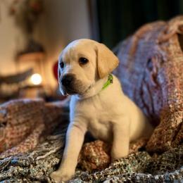 Bow - Yellow male Labrador Retriever puppy in Sweet Home, Oregon from Knotty Creek Labradors