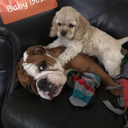 Cocker Spaniel Puppies from Doc's Cockers