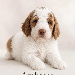 Ambrose - Parti male Goldendoodle puppy in Rocky Point, North Carolina from CelticDoods