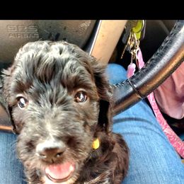 Aussiedoodle Puppies from Color Country Doodles