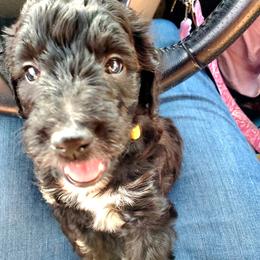 Aussiedoodle Puppies from Color Country Doodles