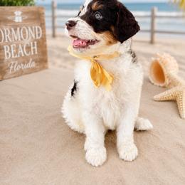 Cannoli - Phantom male Goldendoodle puppy in Orange City, Florida from Rainbow Doodle