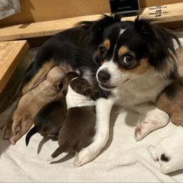 Marley Jo - Chihuahua