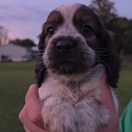 Rafiki - Tri-Roan male English Springer Spaniel puppy in Florida from Thunderbird Springers