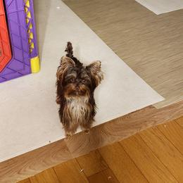 Reese - Yorkshire Terrier