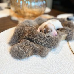 Dachshund Puppies from G&K Kennels