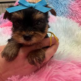 Yellow boy - Blue and gold male Yorkshire Terrier puppy in Milton, Florida from Sassenach Yorkie Kennels